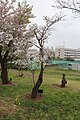 P072 汐風桜 Shiokazezakura 全体の写真