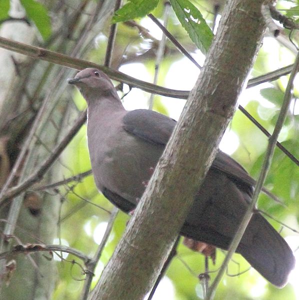 File:Short-billed Pigeon (Patagioenas nigrirostris) (7222830044) (cropped).jpg