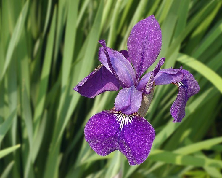 File:Siberian Iris Iris sibirica Flower 2500px.jpg