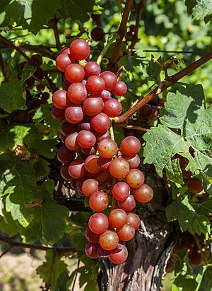 Siegerrebe, crossing of Madleine Angevine x Gewürztraminer, Rhineland-Palatinate, Germany