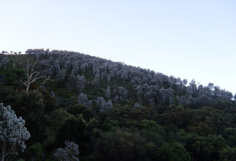 File:Silverleaf tree forest Cape Town Leucadendron argenteum.jpg