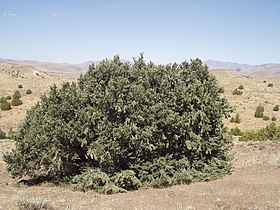 Tree, Pah Rah Range, Nevada