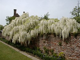 Wisteria on the Moat Walk