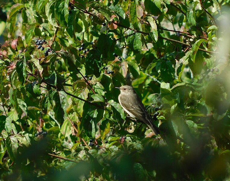 File:Siva muharica (Muscicapa striata); Spotted Flycatcher.jpg