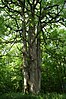 Chêne dénommé Chêne des Quatre Frères croissant au lieu-dit Les Fagnes, dans le bois communal de Rance, dénommé Bois Massart, sur le territoire de la ville de Chimay