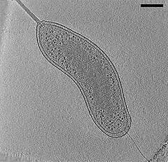 Slice from electron cryotomogram of Bdellovibrio bacteriovorus cell.jpg