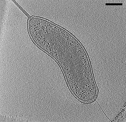 Bdellovibrio sp. інфікує Pseudomonas sp.