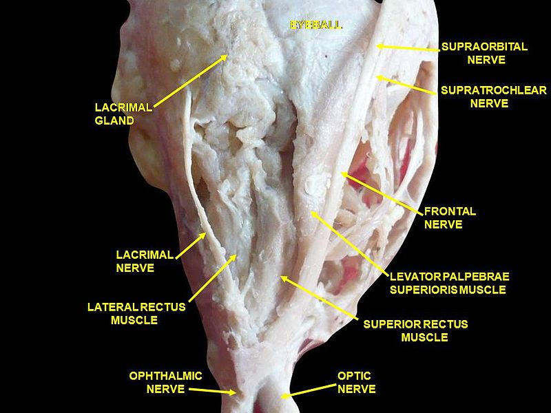 File:Slide7abab.JPG