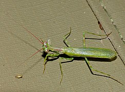 Miomantis binotata