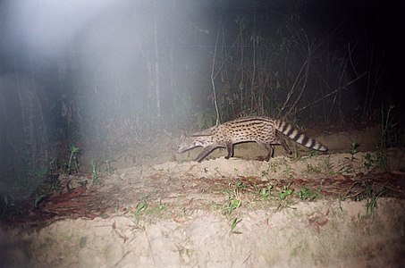 Kichik hind Civet Tengapani.jpg