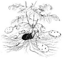 Solanum tuberosum, schéma de la plante avec tiges aériennes, rhizomes, tubercules et racines. En noir, le tubercule-mère.