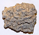 Fossils of the red alga Solenopora Solenoporaceae - Solenopora cropped.jpg