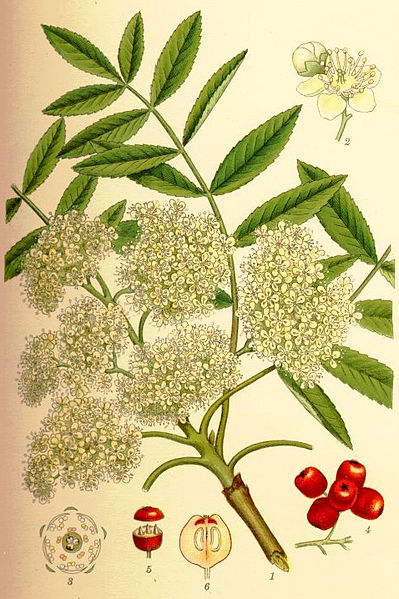 File:Sorbus aucuparia rönn.jpg