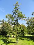 Sorbus commixta - Botanical Garden in Kaisaniemi, Helsinki - DSC03464.JPG