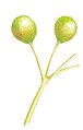 Sorbus domestica fruit
