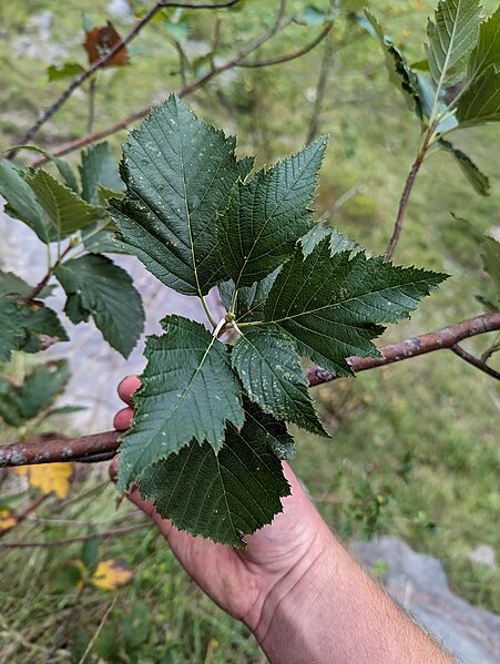 File:Sorbus sellii, Great Quarry Avon (53264984564).jpg