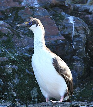 Sudgeorgia tufkormorano, ĉe Golfo Cooper, Sudgeorgio