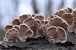 <i>Schizophyllum</i> genus of fungi