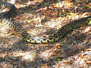 <i>Leioheterodon geayi</i> Species of snake