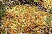 Sphagnum cuspidatum - Wikipedia