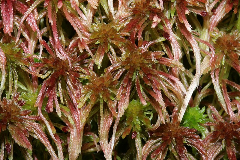 File:Sphagnum quinquefarium (b, 143418-473931) 1283.JPG