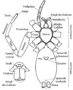 Araneae: Caratteri generali, Descrizione, Ecologia e comportamento