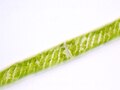 Spirogyra