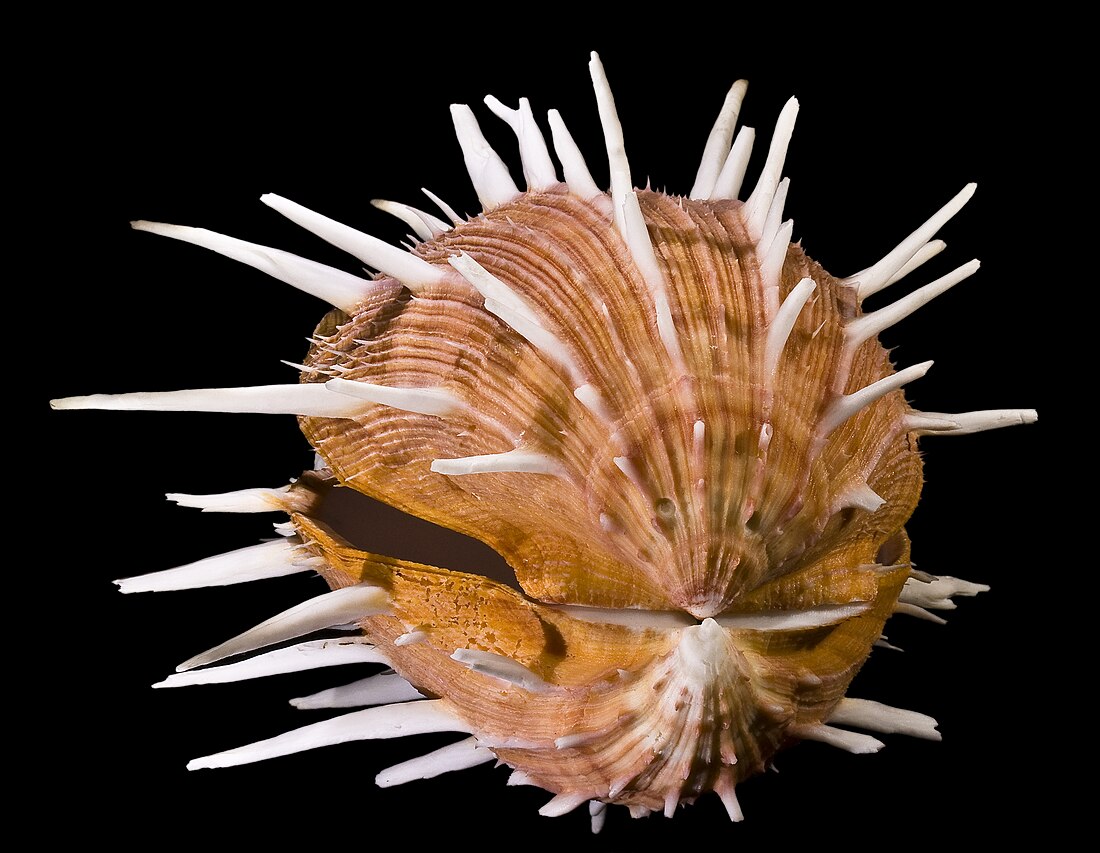 Spondylus