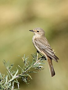 Gråflugesnappar, Muscicapa striata