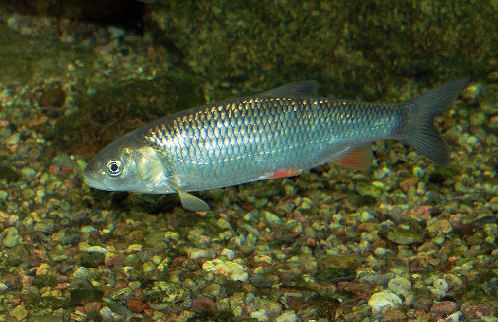 Squalius cephalus Prague Vltava 1.jpg