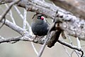 Red-eared firetail