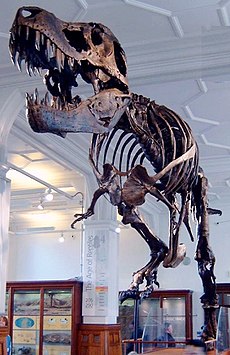 Stan the Trex at Manchester Museum.jpg