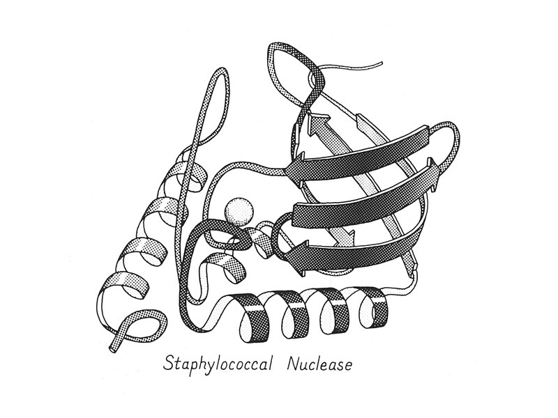 File:Staph nuclease JSR BW shaded-ribbon.jpg