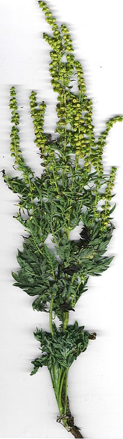 Ambrozija (Ambrosia artemisiifolia)
