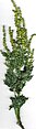 Cỏ phấn hương một năm (Ambrosia artemisiifolia)