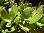 Crassula argentea