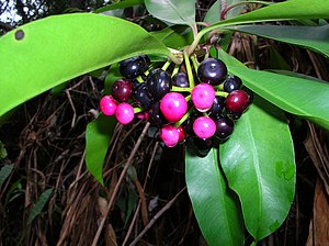 Starr 050107-2860 Ardisia elliptica.jpg