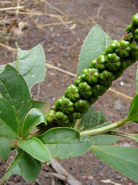 File:Starr 070621-7442 Phytolacca octandra.jpg