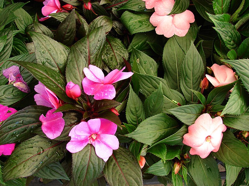 File:Starr 080117-1488 Impatiens hawkeri.jpg