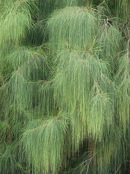 File:Starr 080610-8121 Casuarina glauca.jpg