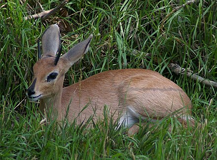 Steenbok typically lie low in vegetation cover at the first sign of threat