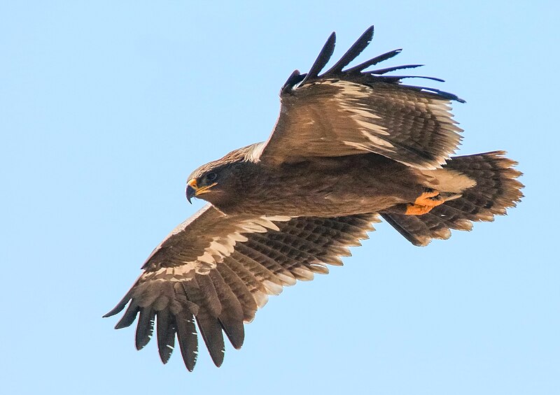 File:Steppe Eagle (Aquila nipalensis) (39778683682).jpg