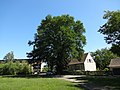 Stieleiche (Quercus robur)