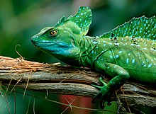 Basiliscus plumifrons