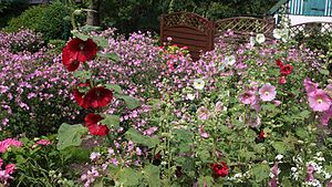 Common hollyhocks (Alcea rosea) in the foreground