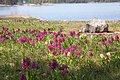 Dactylorhiza sambucina Sweden