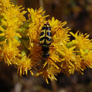 <i>Strophiona tigrina</i> Species of beetle