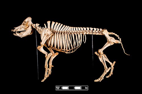 Swine skeleton, after technique of bone maceration, on display at the University of São Paulo Museum of Veterinary Anatomy. CC BY-SA 4.0. Museum of Veterinary Anatomy FMVZ USP / Wagner Souza e Silva; uploaded as part of a partnership between the University of São Paulo Museum of Veterinary Anatomy, the RIDC NeuroMat and the Wikimedia Community User Group Brasil.