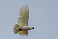 * Nomination Sulphur-crested cockatoo (Cacatua galerita) --Charlesjsharp 11:37, 27 February 2024 (UTC) * Promotion  Support Could get a bit more brightness/contrast but it's ok. --Plozessor 06:31, 2 March 2024 (UTC)