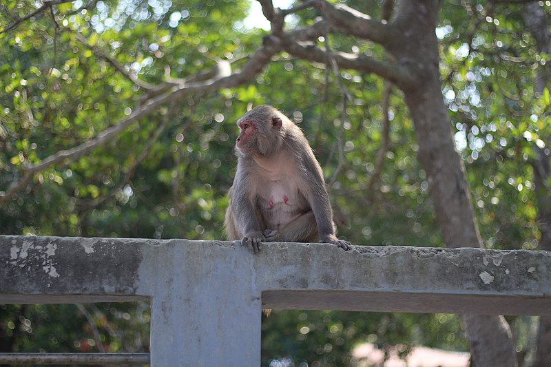 File:Sundarbon nature 1.jpg